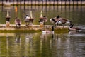 Canada geese flock on the concrete circle on lake