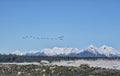 Canada Geese flock flying in Southeast Alaska