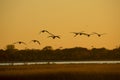Canada geese fly over Milford Point, Connecticut at sunset. Royalty Free Stock Photo