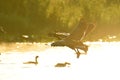 Canada geese fly through the sky and the morning mist. Royalty Free Stock Photo