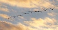 Canada geese fly sunset silhouettes Royalty Free Stock Photo