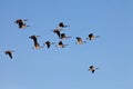 Canada geese flying Royalty Free Stock Photo