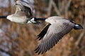 Canada Geese Flying Across the Autumn Woods Royalty Free Stock Photo