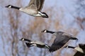 Canada Geese Flying Across the Autumn Woods Royalty Free Stock Photo