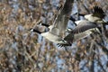 Canada Geese Flying Across the Autumn Woods Royalty Free Stock Photo