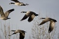 Canada Geese Flying Across the Autumn Woods Royalty Free Stock Photo