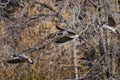 Canada Geese Flying Across the Autumn Woods Royalty Free Stock Photo