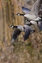 Canada Geese Flying Across the Autumn Woods Royalty Free Stock Photo