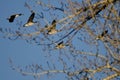 Canada Geese Flying Behind the Winter Trees