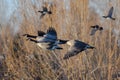Canada Geese Flying Low Over the Autumn Wetlands Royalty Free Stock Photo