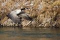 Canada Geese Flying Low Over the River Royalty Free Stock Photo