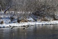 Canada Geese Flying Low Over the Snowy Winter River Royalty Free Stock Photo