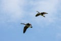 Canada Geese flying over fields near East Grinstead Royalty Free Stock Photo