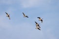 Canada Geese flying over a lake in Sussex Royalty Free Stock Photo