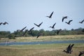Canada Geese flying over Marshland with a chirch in the background and lots of greenery Royalty Free Stock Photo