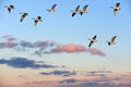 Canada Geese flying over a sunset sky Royalty Free Stock Photo