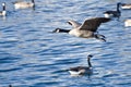 Canada Geese Flying Over Water Royalty Free Stock Photo