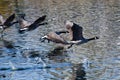 Canada Geese Flying Over Water Royalty Free Stock Photo