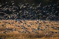 Canada geese flying over water Royalty Free Stock Photo