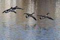 Canada Geese Flying Over Water Royalty Free Stock Photo