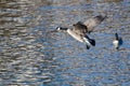 Canada Geese Flying Over Water Royalty Free Stock Photo