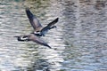 Canada Geese Flying Over Water Royalty Free Stock Photo