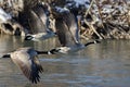 Canada Geese Flying Over a Winter River Royalty Free Stock Photo