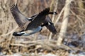 Canada Geese Flying Over a Winter River Royalty Free Stock Photo