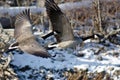 Canada Geese Flying Over a Winter River Royalty Free Stock Photo