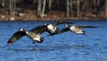 Canada Geese Flying in to Land on a Blue Lake  in Winter Royalty Free Stock Photo