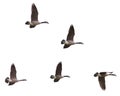 Canada Geese Flying on a White Background