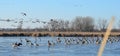 Canada Geese on frozen pond, Peter Exner Nature Preserve Royalty Free Stock Photo