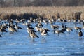 Canada Geese on frozen pond, Peter Exner Nature Preserve
