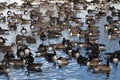 Canada Geese Royalty Free Stock Photo