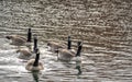 Canada Geese gathered on a pond