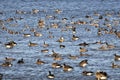 Canada Geese Gathering in Boundary Bay