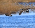 Pair of Canada Geese coming in for a landing Royalty Free Stock Photo