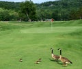 Canada Geese on a golf course