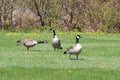 Canada Geese Royalty Free Stock Photo