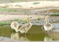 Canada Geese Gosling drinking from puddle of water Royalty Free Stock Photo