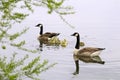 Canada geese with goslings