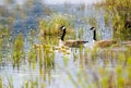 Canada geese and goslings