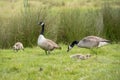 Canada geese with goslings, family, Branta canadensis. Royalty Free Stock Photo