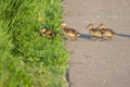 Canada Geese goslings in grass