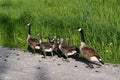 Canada geese with goslings walking along the edge of a country road Royalty Free Stock Photo