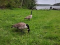 Canada geese on a green grass, Sweden