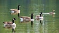 Canada geese group and great crested grebe swimming on lake