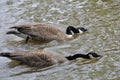 Canada Geese heading to fight
