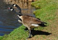 Canada Geese Royalty Free Stock Photo