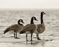 Canada Geese Photo and Image. On ice water in the springtime with falling snow in their environment and habitat surrounding. Goose Royalty Free Stock Photo